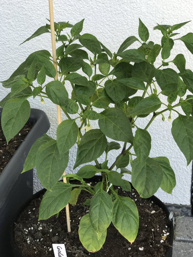 Golden Cayenne