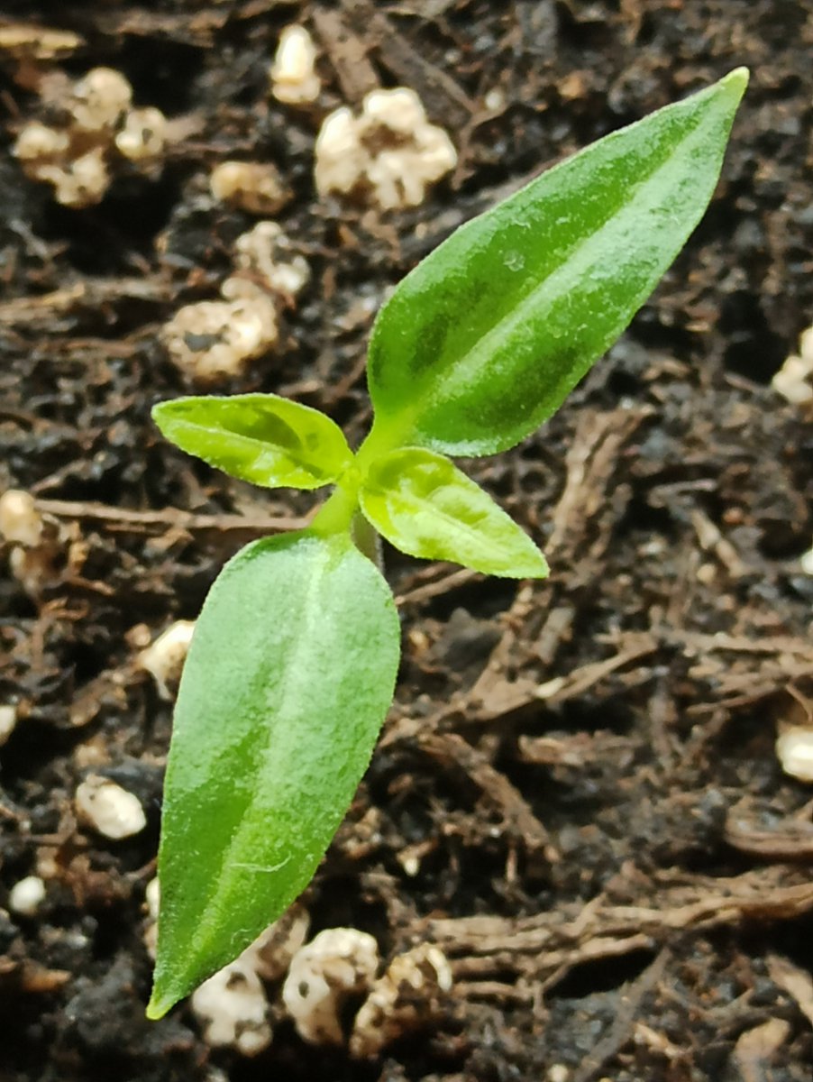 Golden Cayenne