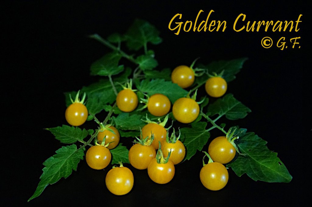 Golden Currant