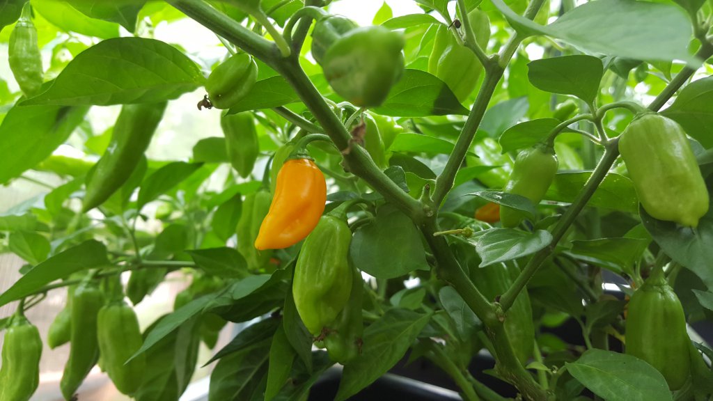 Golden Limon F4 Nr.5 16.08.17