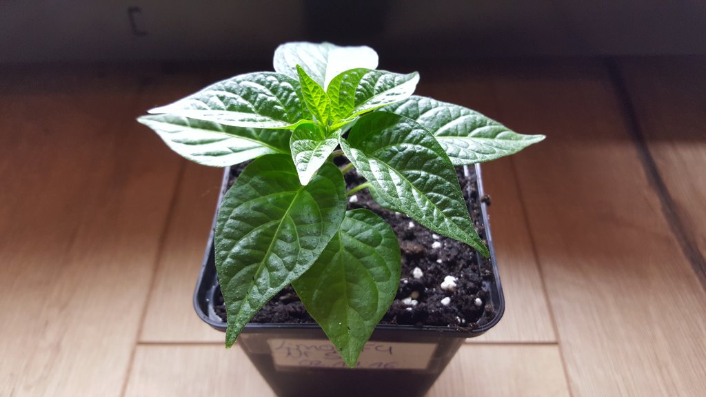 Golden Limon F4 Nr.5