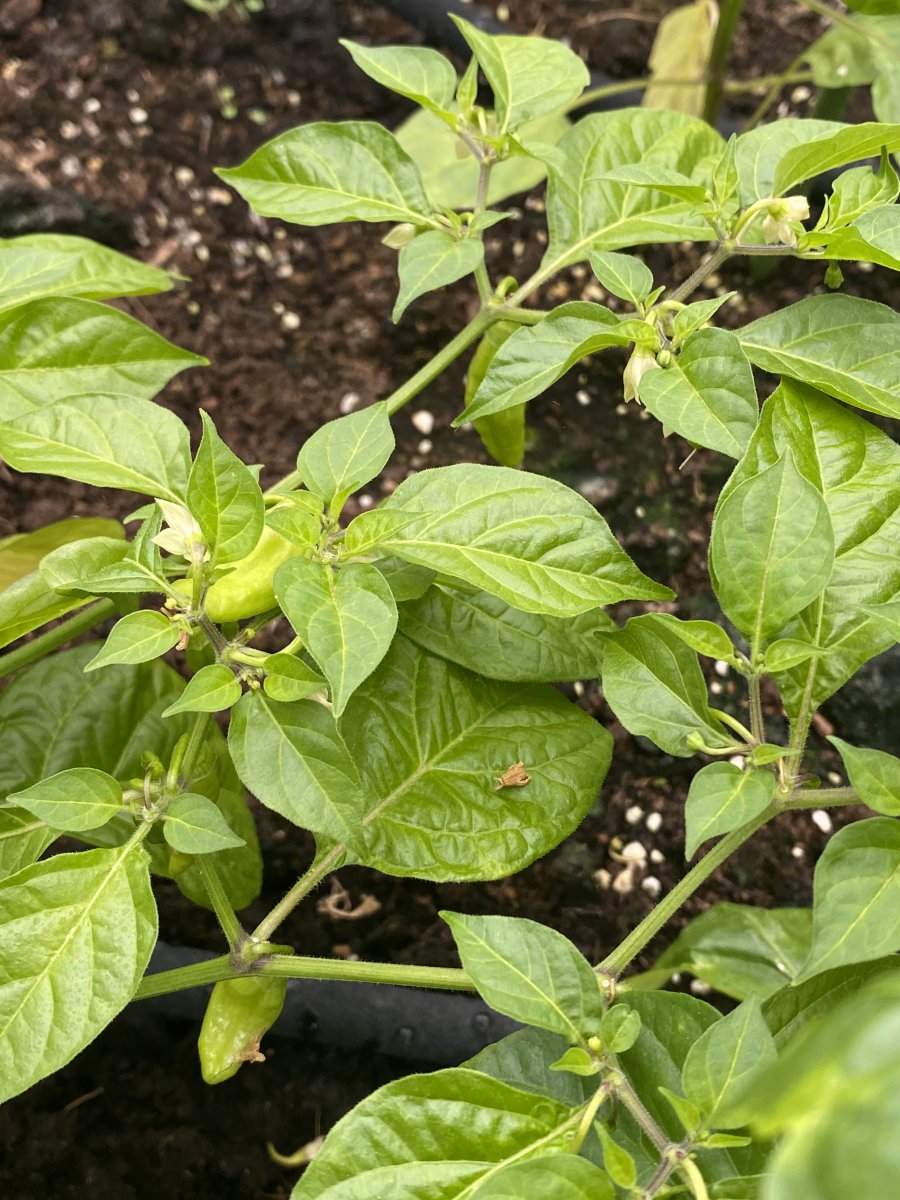 Golden Limon F7