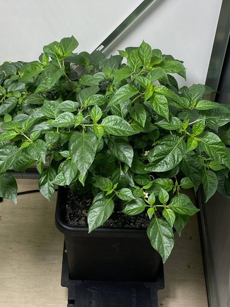 Golden Limon F8