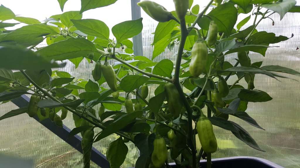 Golden Limon Long F4 Monster 03.08.17