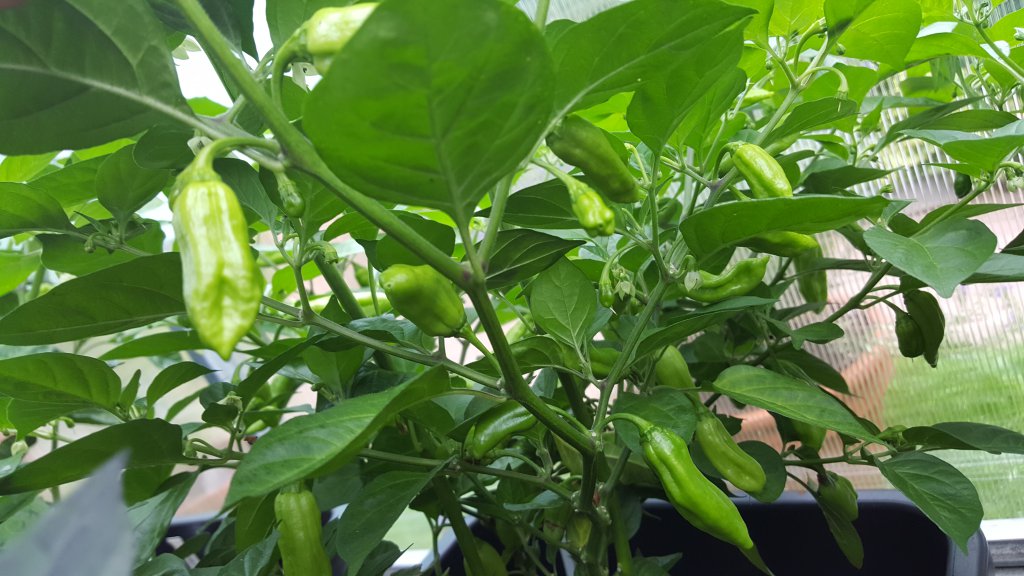 Golden Limon Long F4 Nr.5 03.08.17