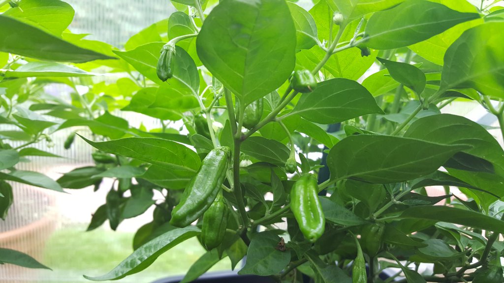 Golden Limon Long F4 Nr.5  03.08.17