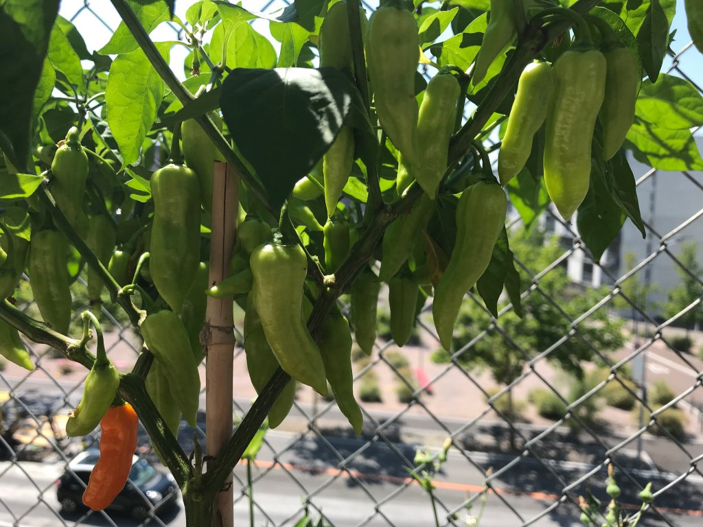 Golden Limón