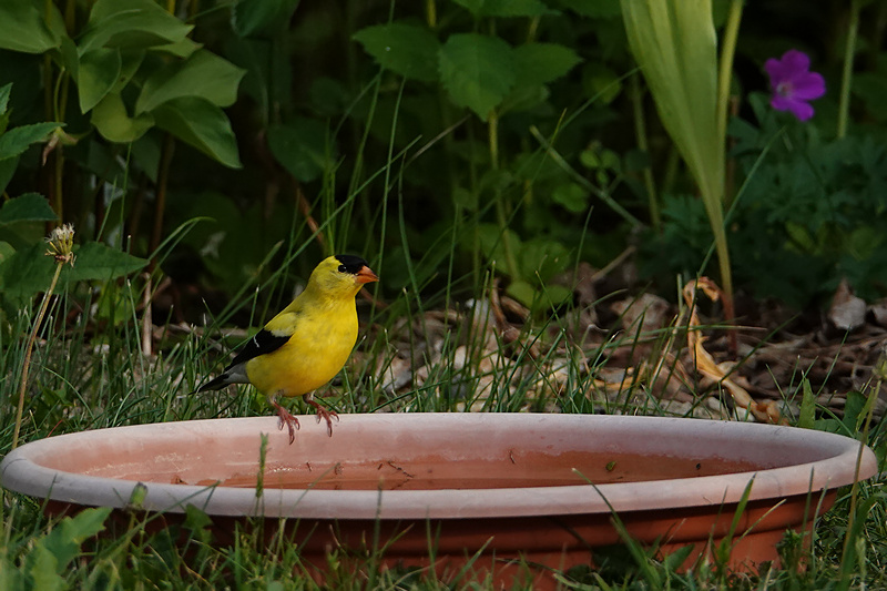 Goldfinch / Goldzeisig