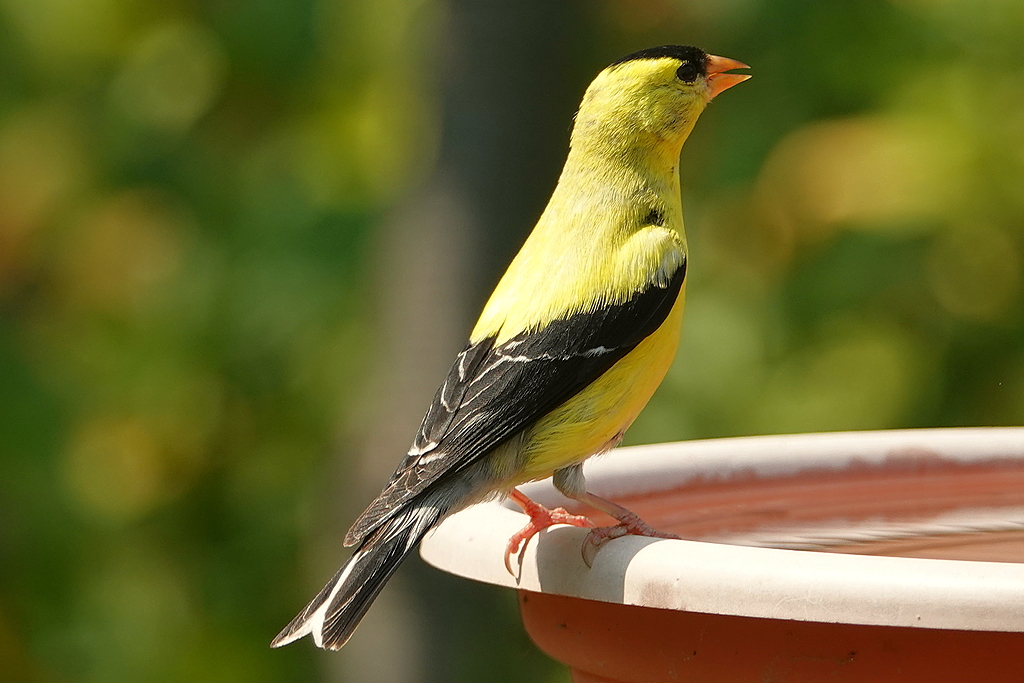 Goldfinch / Goldzeisig