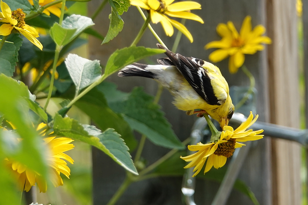 Goldfinch