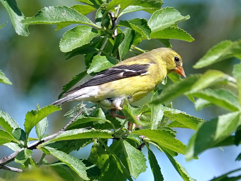 Goldfinch