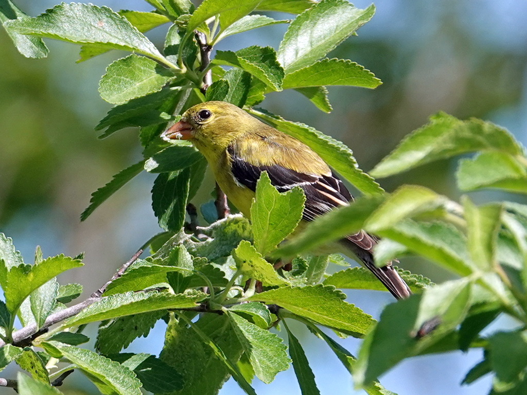 Goldfinch