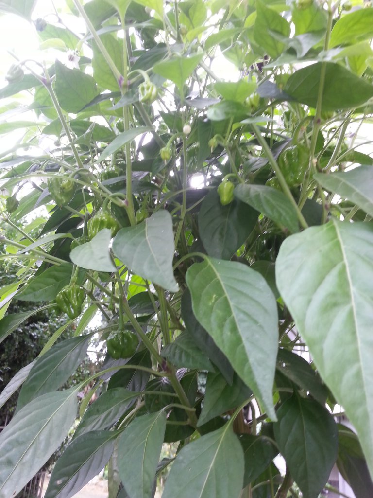 Gr Scotch Bonnet von Dehner