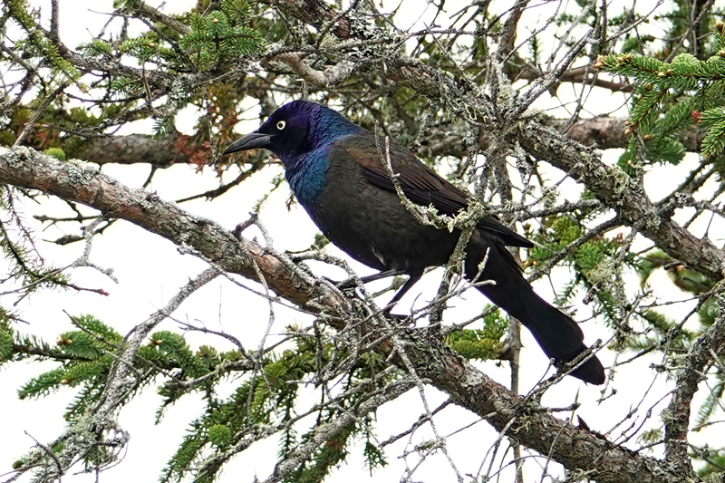 Grackle / Grackel