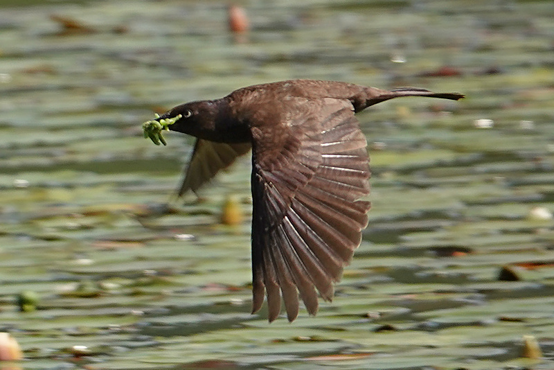 Grackle