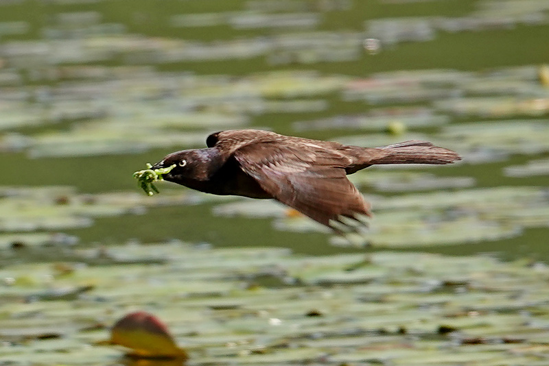 Grackle