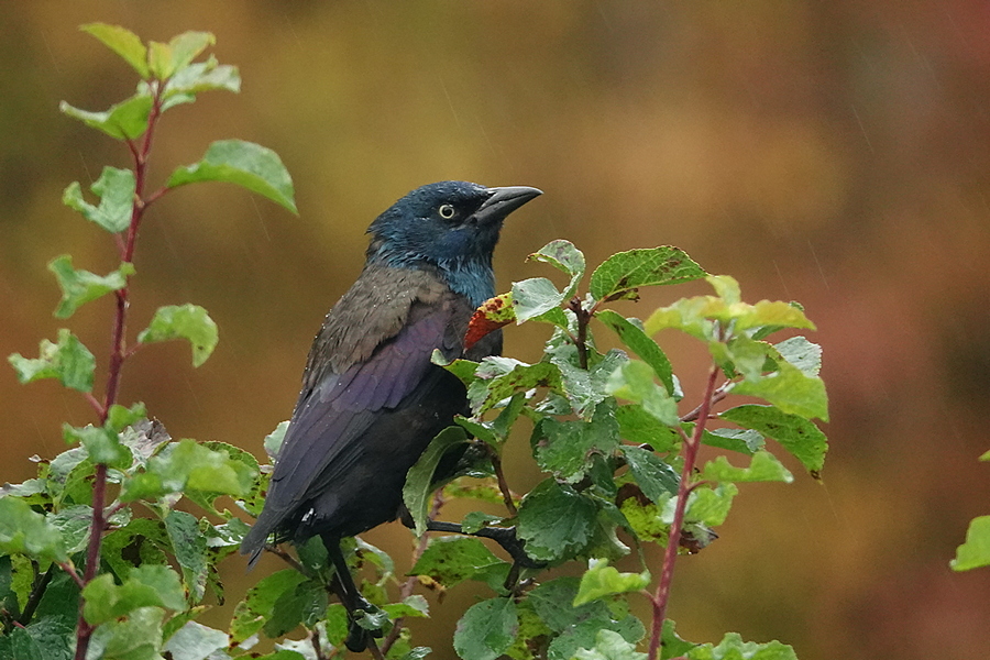 Grackle