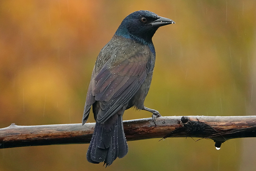 Grackle