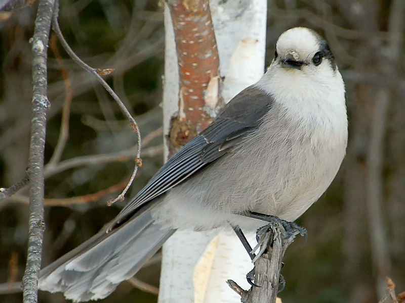 Gray Jay