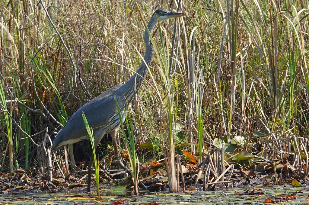 Great Blue Heron