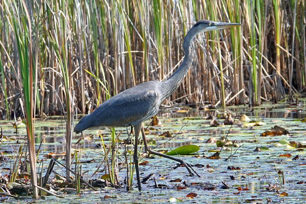 Great Blue Heron