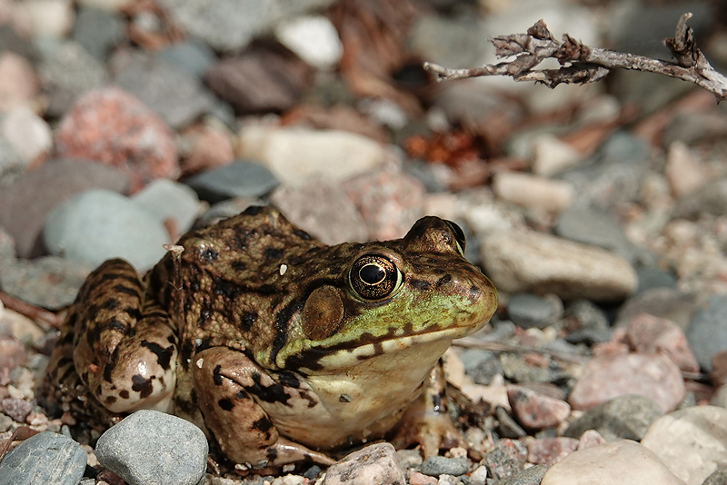 Green Frog / Goldener Laubfrosch