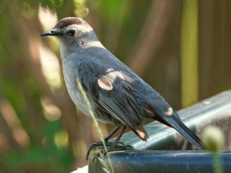 Grey Catbird