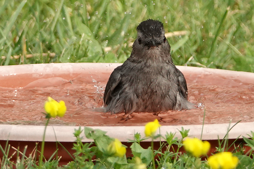 Grey catbird