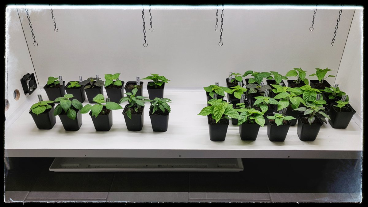 Growbox geleert für Annuum