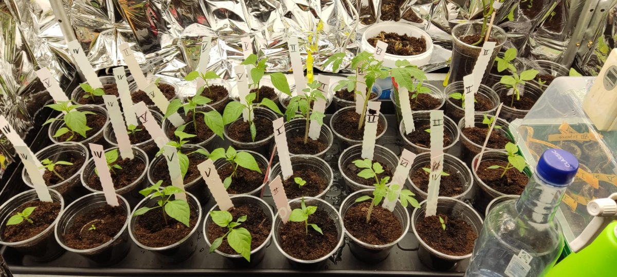 Growbox