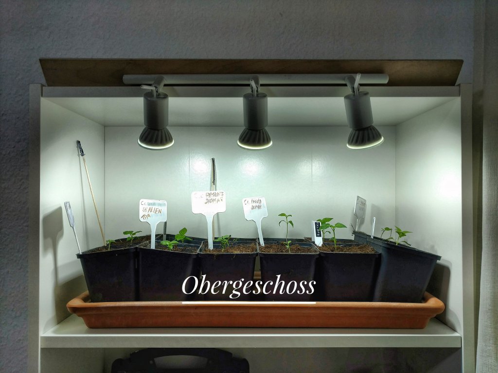 Growvitrine Obergeschoss