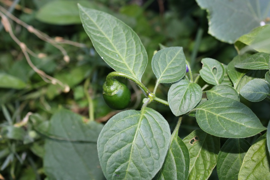 Guatemala orange