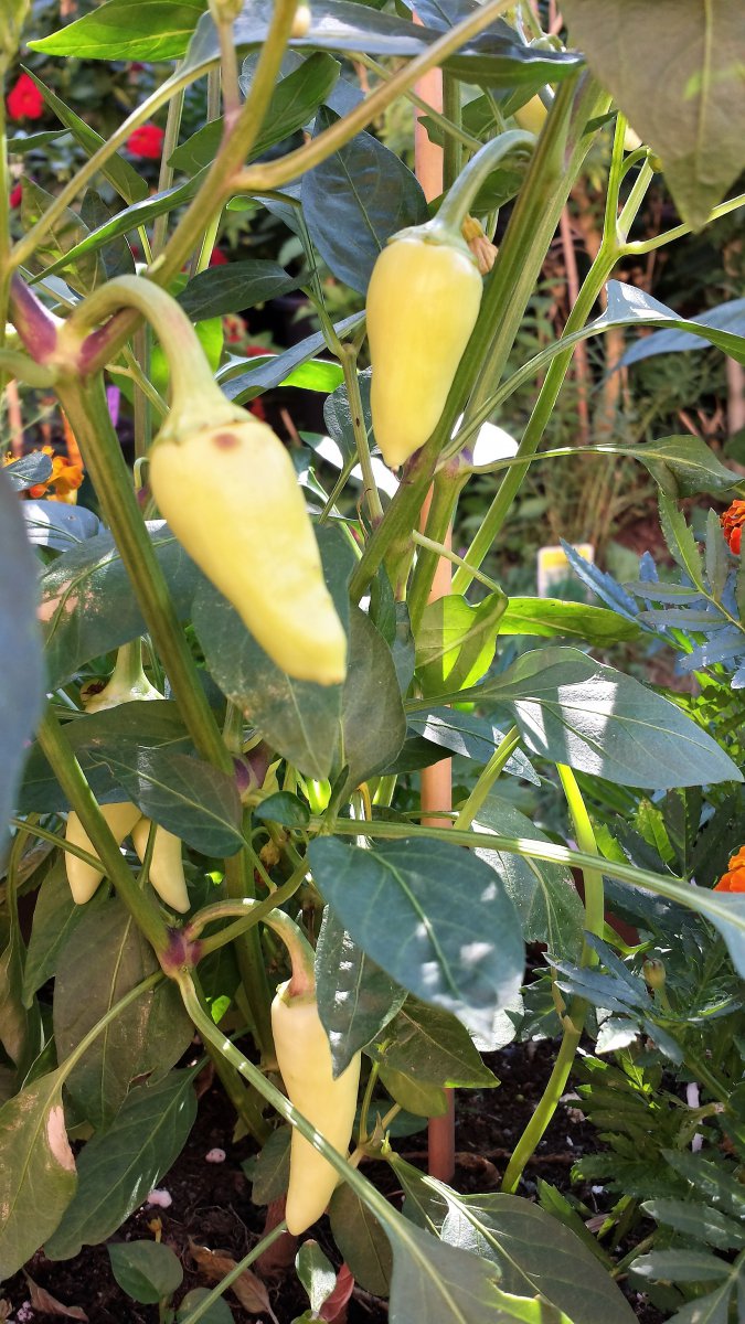 Güerro Banana Pepper