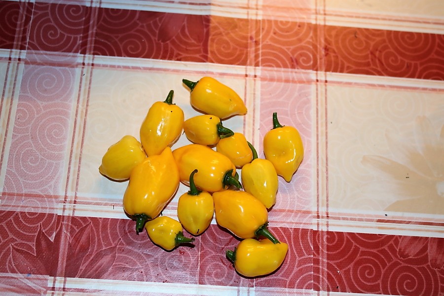 Habanero Amarillo