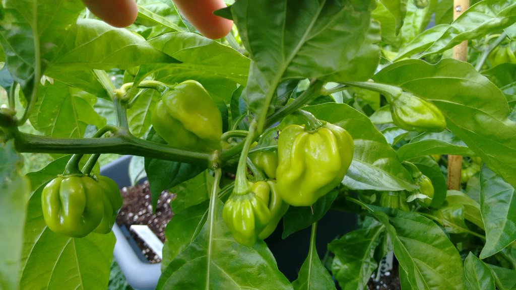 Habanero Antillais Caribbean