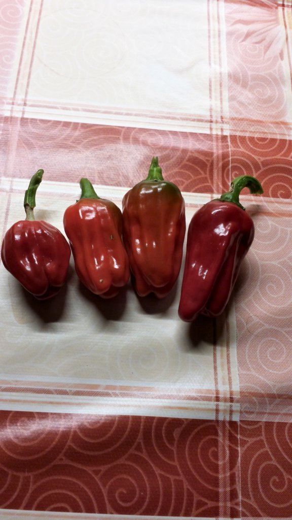 Habanero Big Jamaikan red