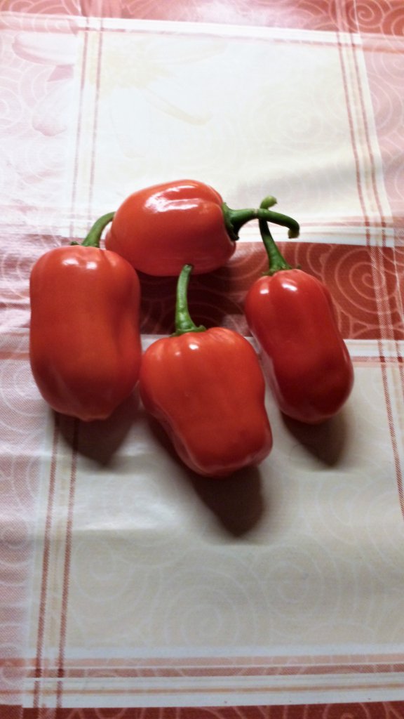 Habanero Calita red