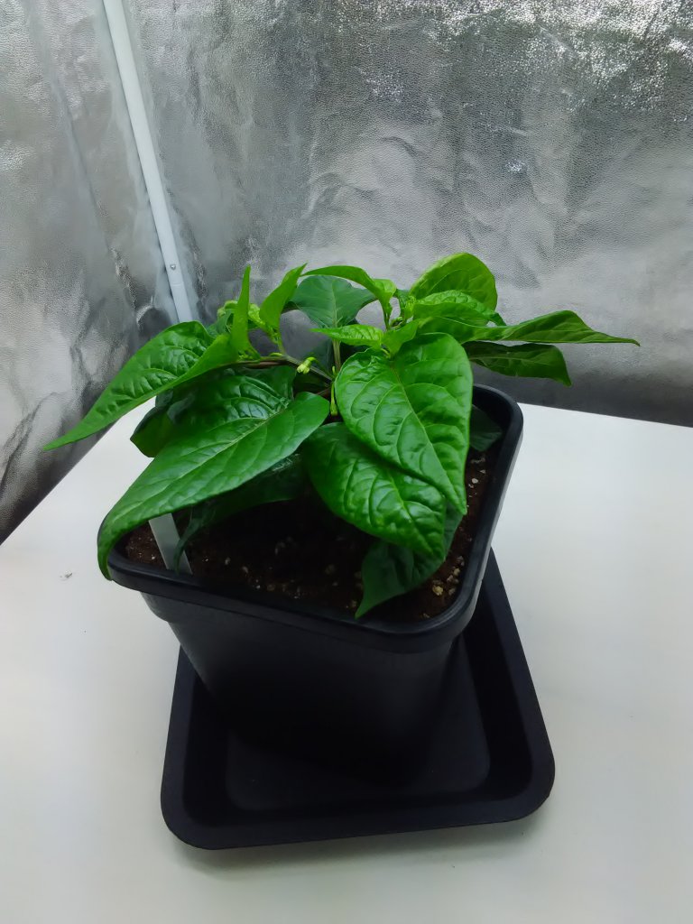 Habanero Choco 1.3