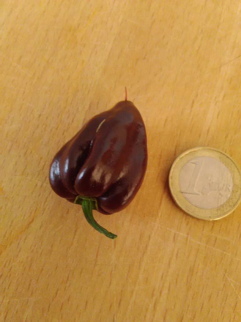 Habanero Chocolate Verkostung 1