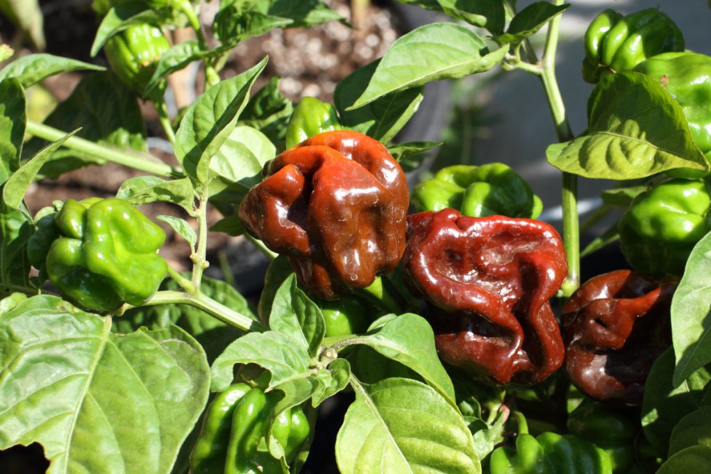 habanero chocolate