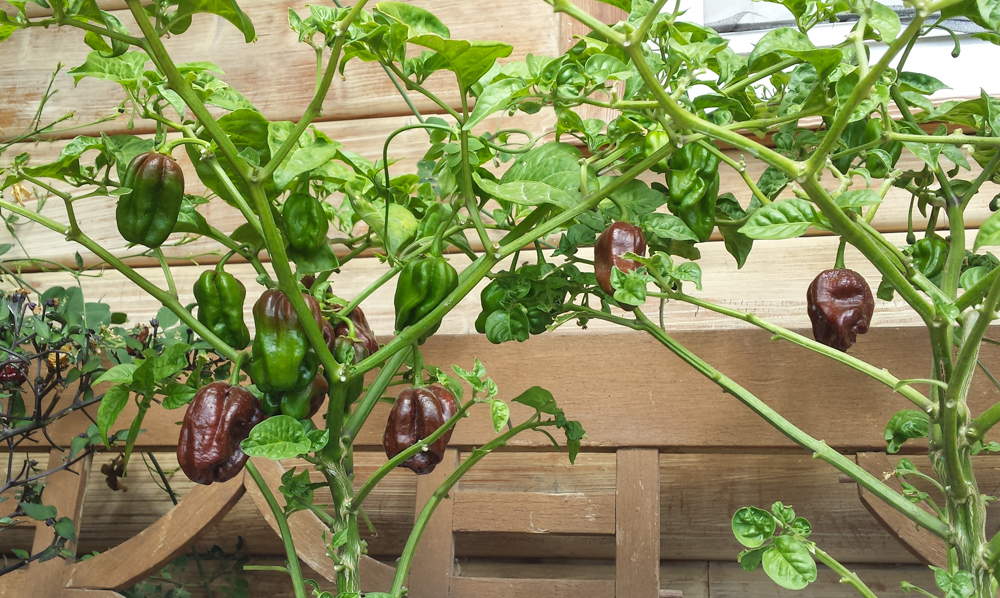 Habanero Chocolate