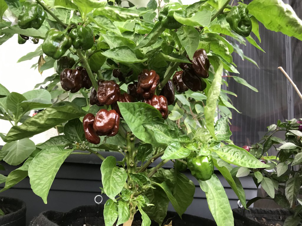 Habanero Chocolate