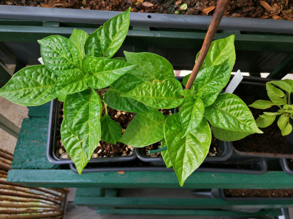 Habanero Chocolate