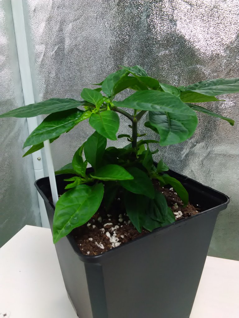 Habanero Christina 19.3