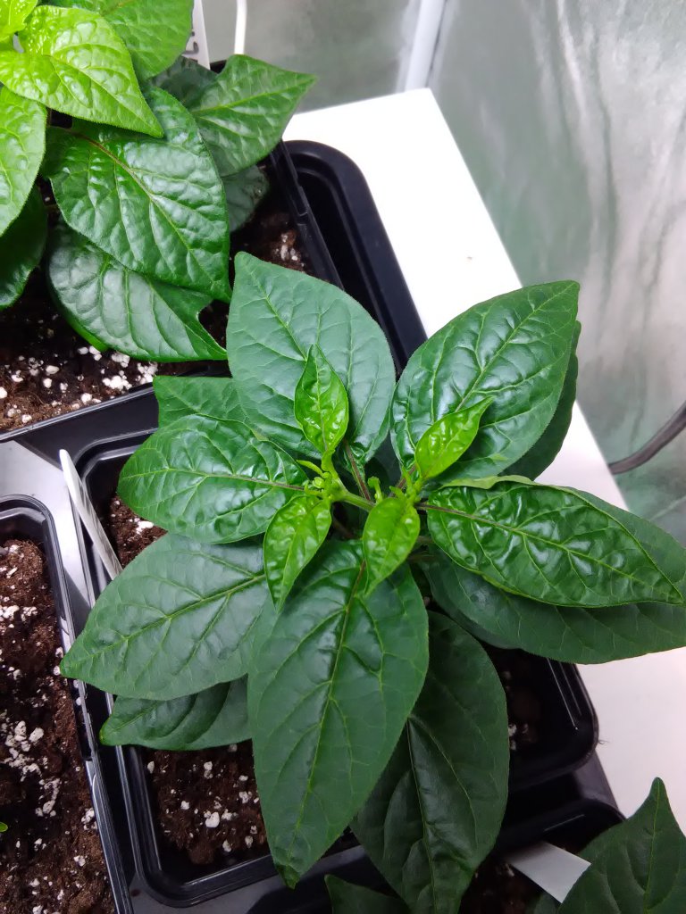 Habanero Christina 2.3