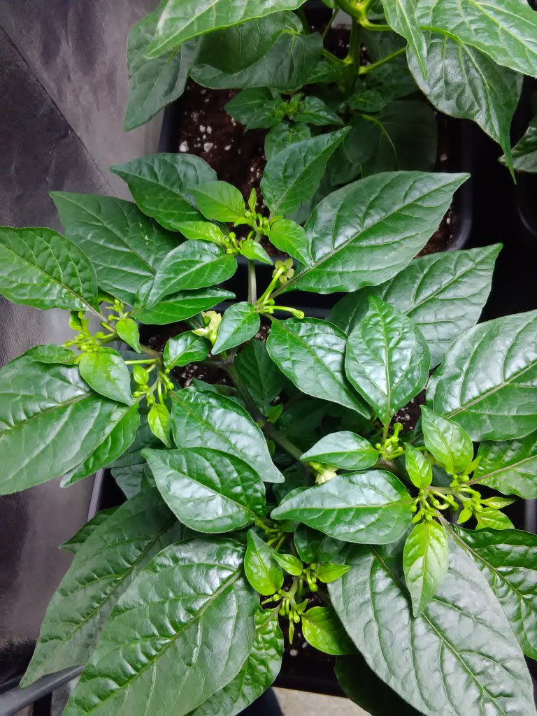 Habanero Christina 26.3.