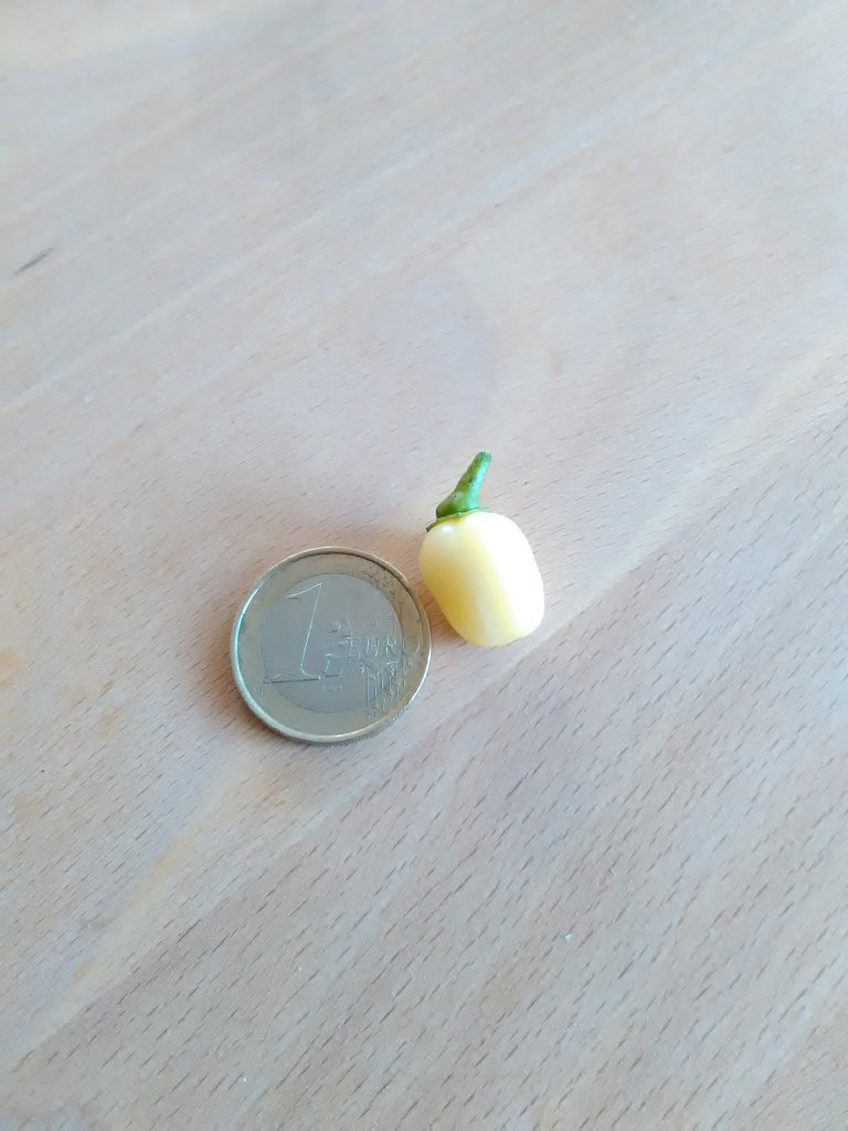 Habanero Christina erste Beere 1