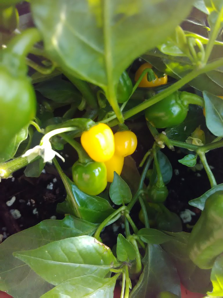 Habanero Christina reif