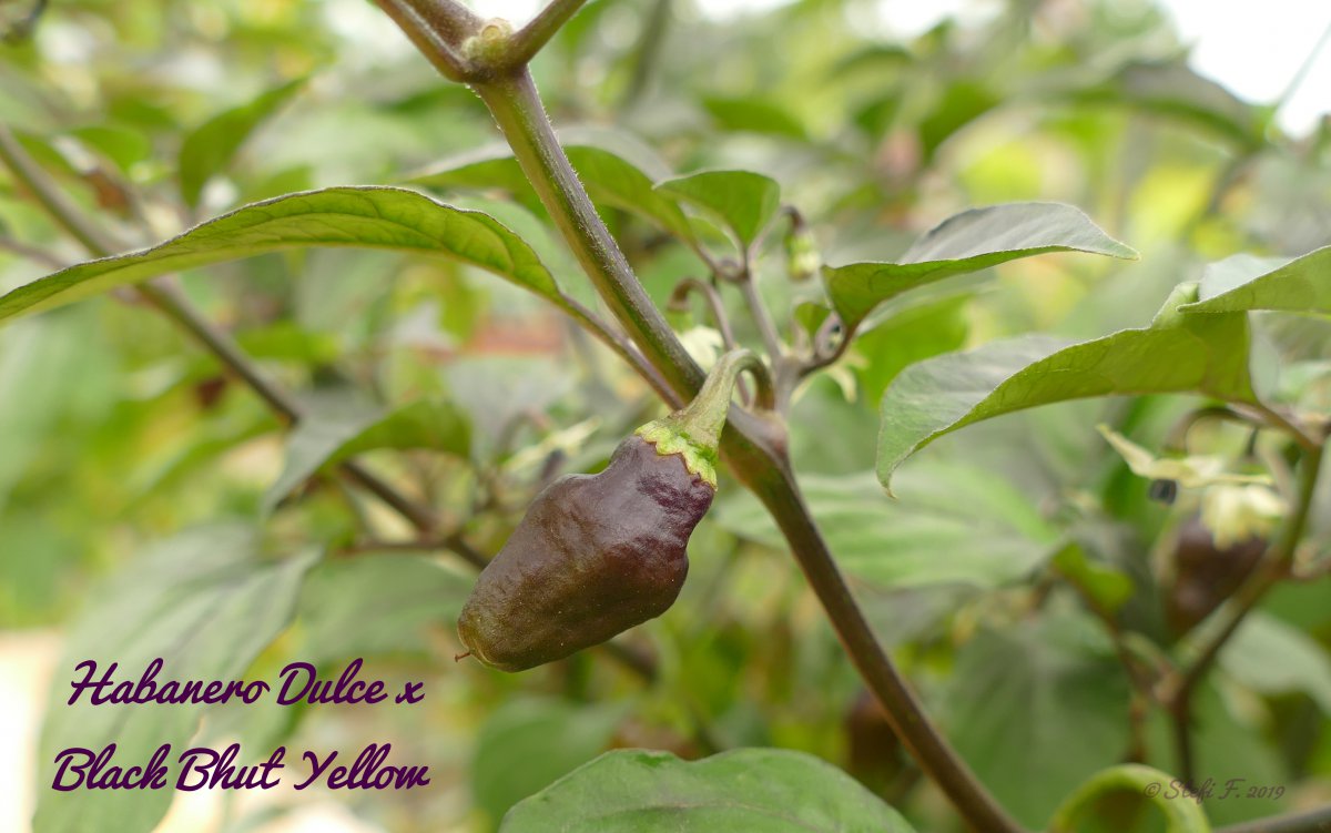 Habanero Dulce x Black Bhut Yellow