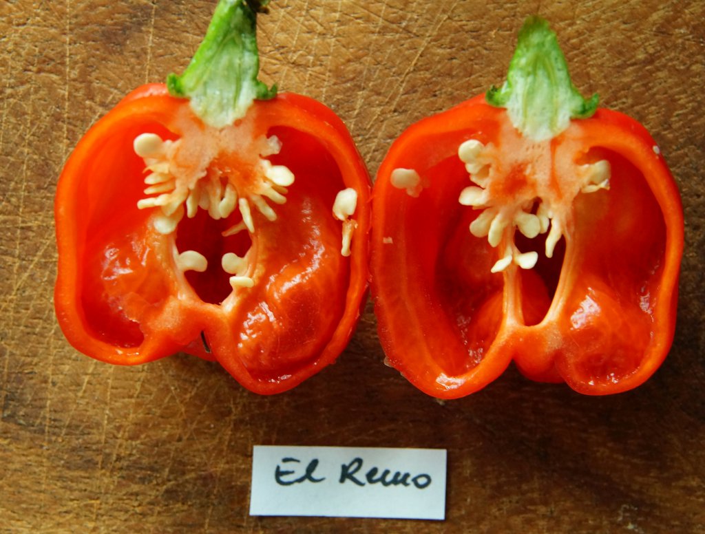 Habanero El Remo 150921004